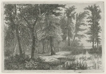 Paysage forestier avec un étang et des canards