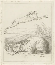 Lièvre et lapin