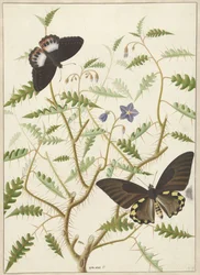 Deux papillons exotiques sur un buisson en fleurs