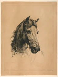 Tête de cheval