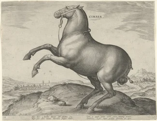 Cheval de Scythie (Cimber) (Paardenrassen uit de Koninklijke stallen van Don Juan van Oostenrijk, Equile Ioannis Austriaci Caroli)