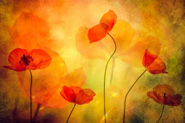Rêve de coquelicots lumineux