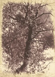 Arbre couvert de lierre à Colinton