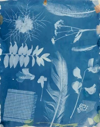 Spécimens de plantes par Bayard, c.1842