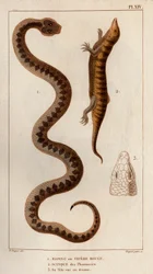 Aesping ou Vipère Rouge, Scinque des pharmacies, sa tête vue de dessus. Faune des Médecins ou histoire des animaux et de leurs produits par Hippolyte Cloquet - Volume 6 - 1825