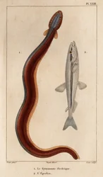 Gymnote électrique et Éperlan. Faune des Médecins ou histoire des animaux et de leurs produits par Hippolyte Cloquet - Volume 6 - 1825