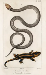 Le serpent à collier, la salamandre terrestre. Faune des Médecins ou histoire des animaux et de leurs produits par Hippolyte Cloquet - Volume 6 - 1825