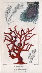 Le Corail Rouge, ses Polypiers, la Coralline officinale, une des branches grossières. dans "Faune des Docks ou Histoire des Animaux et de leurs Produits par Hippolyte Cloquet" - Volume 6 - 1825