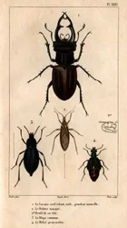 Le cerf-volant mâle, taille naturelle, le Reduve masqué, le blaps commun, le proscarabée Meloe dans 