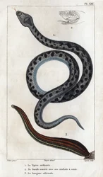 La vipère ordinaire, sa bouche ouverte avec ses crocs venimeux, le sang officinal. "Faune des Médecins ou histoire des animaux et de leurs produits par Hippolyte Cloquet" - Volume 6 - 1825