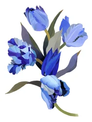 Tulipe bleue