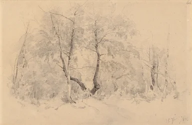 Bosquet de bouleaux
