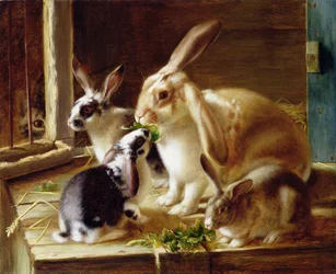 Lapins à longues oreilles dans une cage, observés par un chat