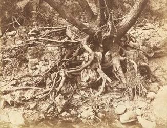 Arbre avec enchevêtrement de racines