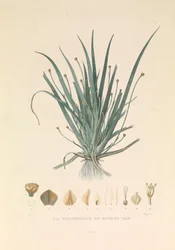 La Busseuillie de Botany Bay