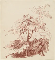 Plante à fleurs avec bourgeons