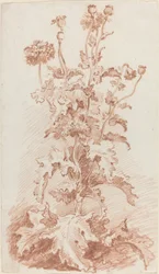 Coquelicots avec capsules de graines