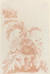 Coquelicot en Fleur