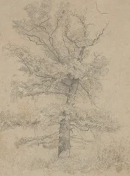 Sapin Américain