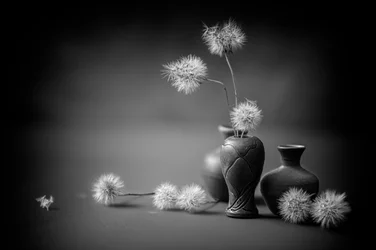 Sereins vases de pissenlits