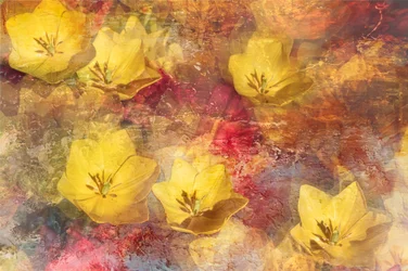 Tulipes jaunes texturées