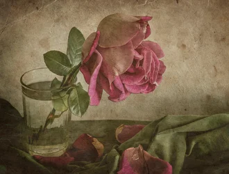 Nature morte à la rose fanée