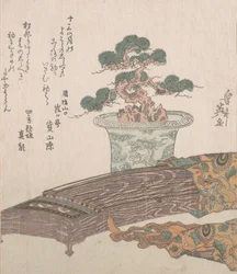 Pin en pot et koto japonais, 19ème siècle