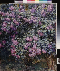 Lilas