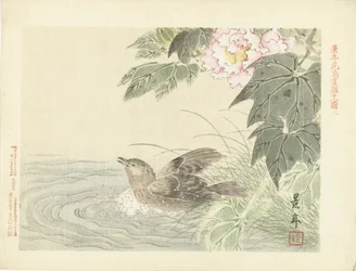Oiseau se baignant près d