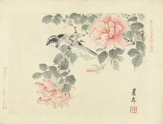 Oiseau noir et blanc parmi des roses roses