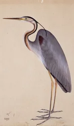 Un héron, vers 1820