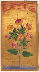 Quatre heures ou La Merveille du Pérou (Mirabilis Jalapa), période moghole, c.1640