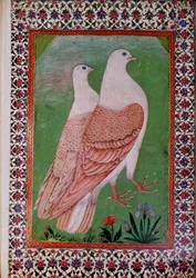 Art oriental : deux pigeons. Manuscrit indien du XVIe siècle.