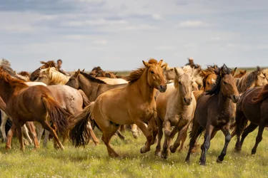 Un troupeau de chevaux dans le désert de Gobi Sud, Mongolie, 2018 (photo)