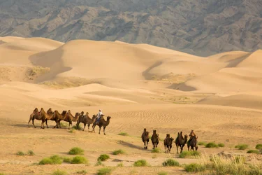 Caravane de chameaux de Bactriane dans le désert de Gobi Sud, Mongolie, 2013