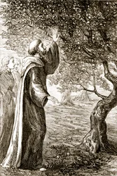 Saint Columba change des fruits amers en fruits doux, de The Trias Thaumaturga, ou Trois Saints Thaumaturges d