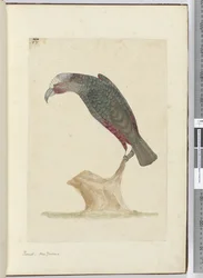 F.1 Perroquet, Nouvelle-Zélande, 1772-75
