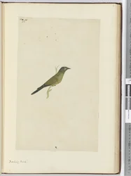 F.22 Oiseau moqueur, 1772-75