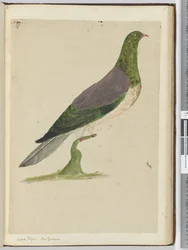 F.27 Pigeon ramier. Nouvelle-Zélande, 1772-75