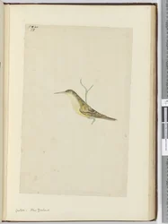 Coucou. Nouvelle-Zélande, 1772-75