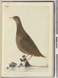 Râle ou poule des bois. Nouvelle-Zélande. (Se nourrit près des petits ruisseaux), 1772-75