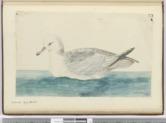 Albatros gris antarctique, 1772-75