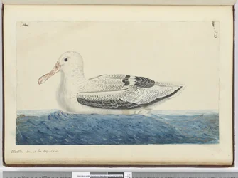 Albatros. Vu en mer haute latitude sud, 1772-75