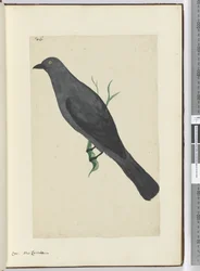 F.6 Corbeau. Nouvelle-Calédonie, 1772-75