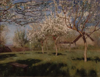 Pommiers en fleurs