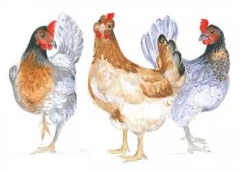 Poules caquetantes