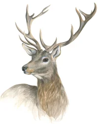 Portrait royal de cerf