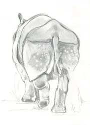 Douce foulée du rhinocéros