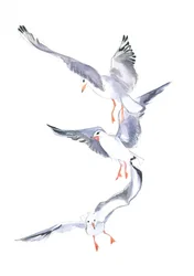 Vol de mouette