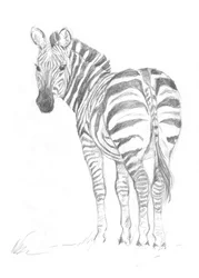 Zèbre
